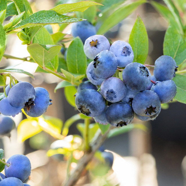 Bio Heidelbeere Bluecrop Vaccinium als Beerenstrauch von Mein schöner Garten Shop - Bild 1