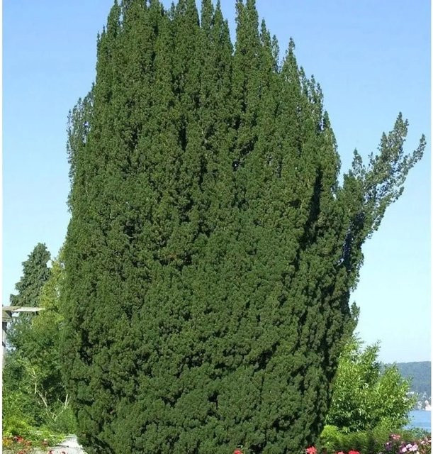 Grüne Säuleneibe Taxus baccata Fastigiata von Nr-01.de, Höhe: 100-125 cm - Bild 1
