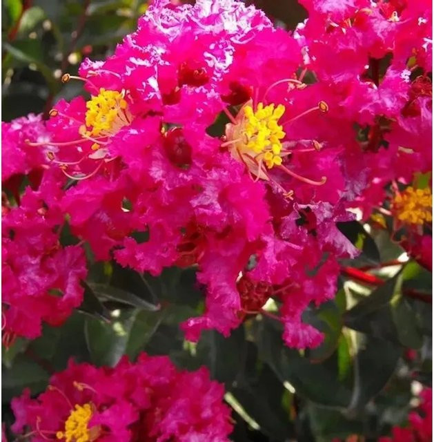 Chinesische Kräuselmyrte Red Imperator Lagerstroemia indica Strauch in Rot, Höhe: 60-80 cm - Bild 1