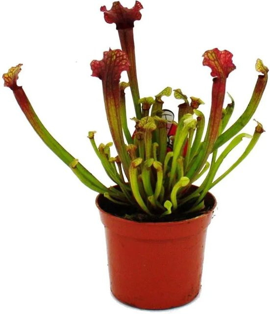 Sarracenia Judith Fleischfressende Schlauchpflanze von Exotenherz im 9cm Topf - Bild 1