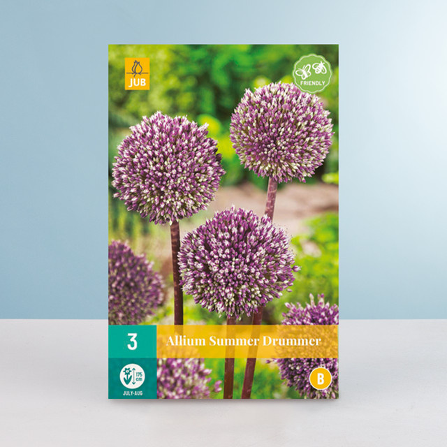 Allium Summer Drummer Zwiebeln von BLUME2000 (3 Stück) - Bild 1