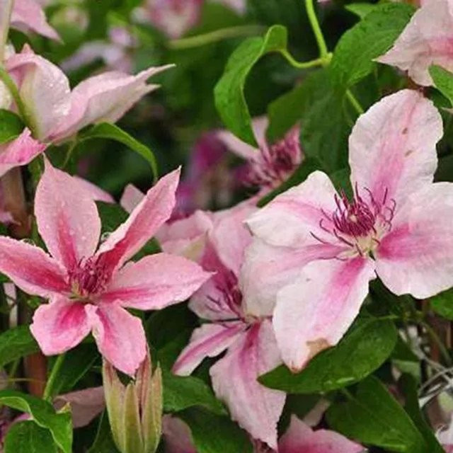Reichblühende Clematis Waldrebe Pink Fantasy von Arborix in Pink, 50 bis 60 cm im Container - Bild 1