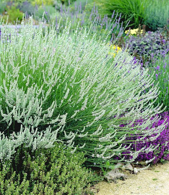 Duft-Lavendel Weiß - Bild 1