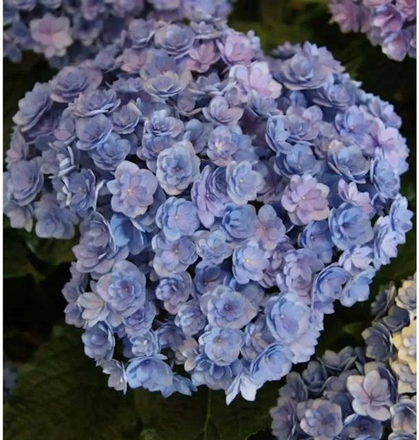 Bauernhortensie You&Me Together Hydrangea macrophylla in Blau von Nr-01.de, Höhe: 30-40 cm - Bild 1