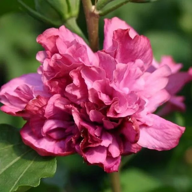 Arborix Garteneibisch Duc de Brabant Hibiscus syriacus mit gefüllten Blüten in den Farben Rot, Pink oder Violett, Höhe: 40 bis 60 cm - Bild 1