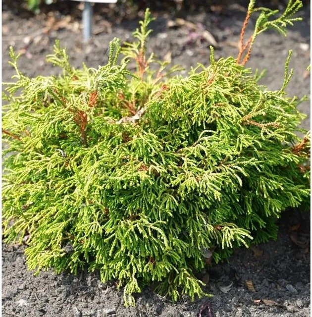 Gelbe Hinoki Scheinzypresse Chamaecyparis obtusa von Nr-01.de in Gelb und Grün, Höhe: 25-30 cm - Bild 1