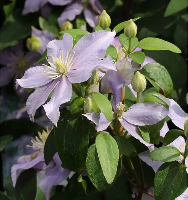 Clematis Waldrebe Justa Blau als Garten- und Kübelpflanze - Bild 1