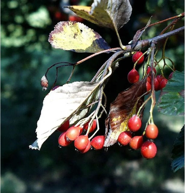 Echte Mehlbeere Sorbus aria als Strauch für deinen Garten, Höhe: 80-100 cm - Bild 1