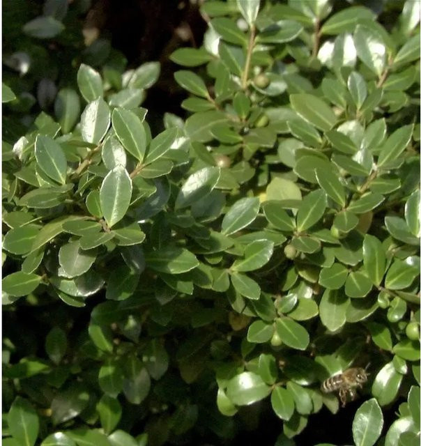Ilex crenata Stechpalme Robustico grüne Heckenpflanze 45 cm - Bild 1