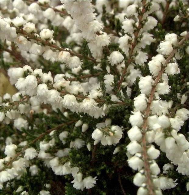 10x Besenheide Kinlochruel Calluna vulgaris für deinen Garten - Bild 1