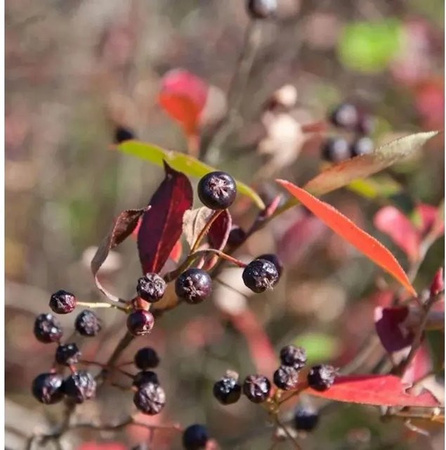 Aronia arbutifolia Apfelbeere Brilliant Beerenstrauch in Rot, Grün und Mehrfarbig, Höhe: 100-125 cm