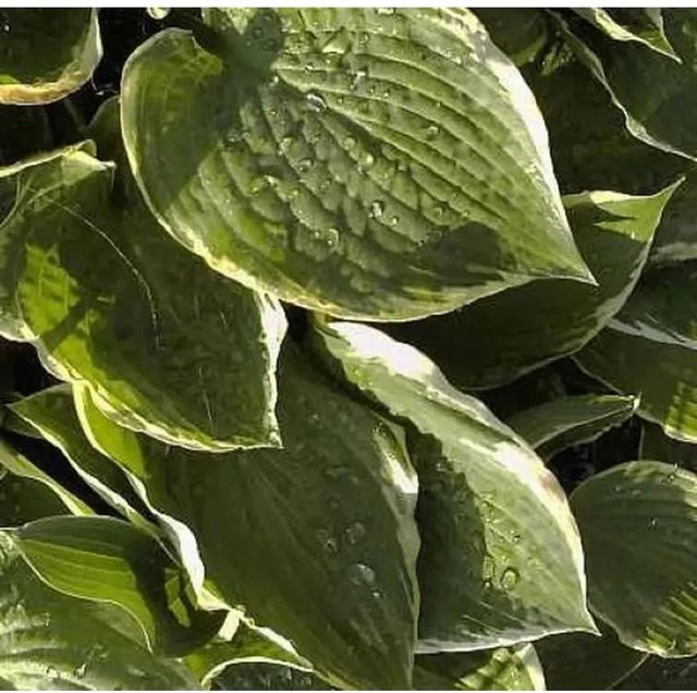 Hosta cultorum Funkie Fringe Benevit Grüne Gartenstaude - Bild 1