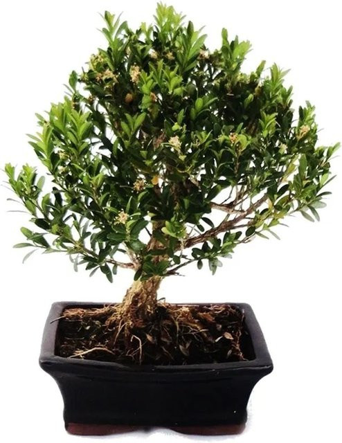Exotenherz Bonsai Buchsbaum Buxus Herlandii, grün, Topfpflanze - Bild 1