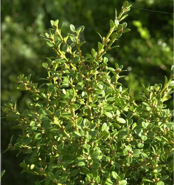 Buxus microphylla Zierstrauch in Grün von Nr-01.de - Bild 1