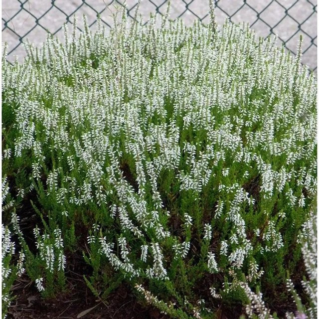10x Calluna vulgaris Gardengirls Klaudine Besenheide in Lila von Die Nr-01.de - Bild 1