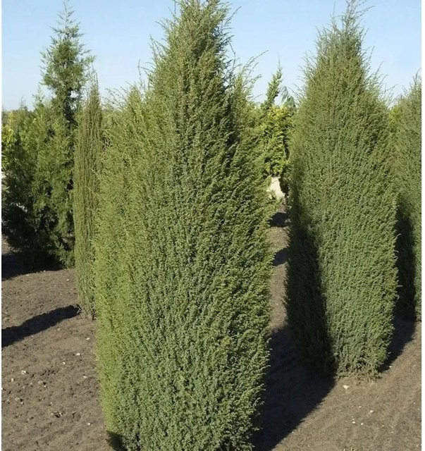 Irischer Säulenwacholder Juniperus communis von Die Nr-01.de, Farbe: Grün, Höhe: 40-50 cm - Bild 1