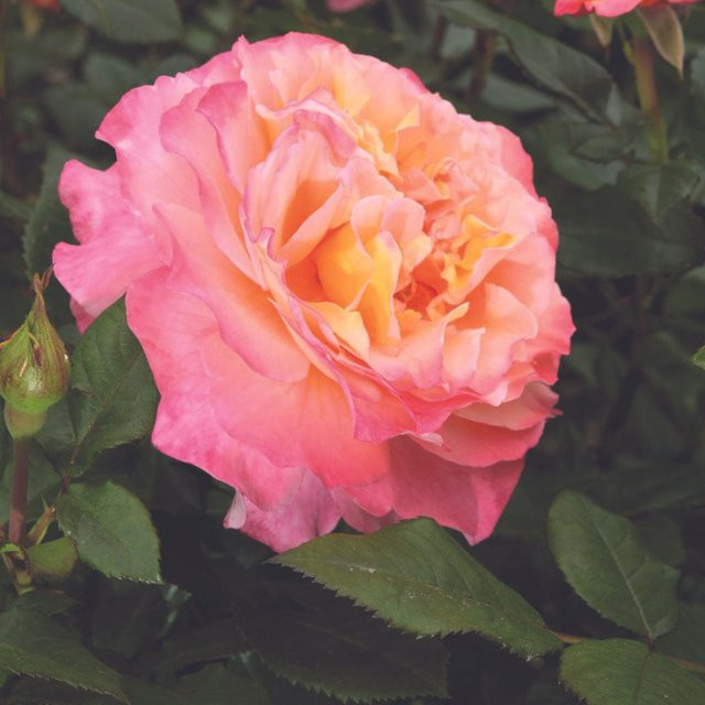 Edelrose Augusta Luise in Rosa als Zierstrauch für den Garten - Bild 1