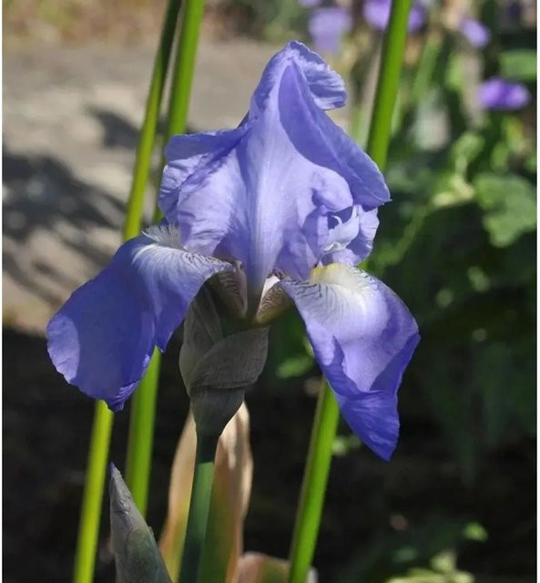 Schwertlilie Jane Philipps Iris barbata als Gartenstaude und Beetpflanze - Bild 1