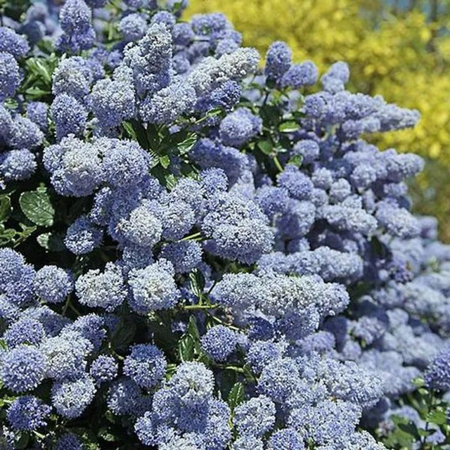 Arborix Säckelblume Ceanothus Gloire de Versailles, reichblühende Zierpflanze im Container, Höhe: 40 bis 50 cm - Bild 1