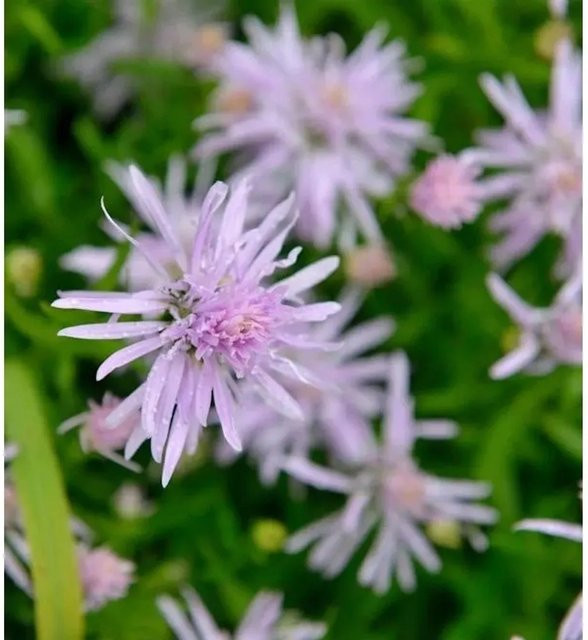 Glattblattaster Aster novi belgii in den Farben Pink und Purple als mehrjährige Gartenpflanze von Nr-01.de - Bild 1
