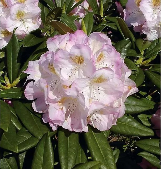 INKARHO Rhododendron Brigitte Alpenrose in Pink, 50-60 cm Höhe - Bild 1