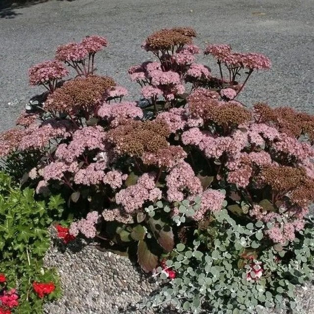 Große Fetthenne Red Globe Sedum telephium rote Staude von Nr-01.de - Bild 1