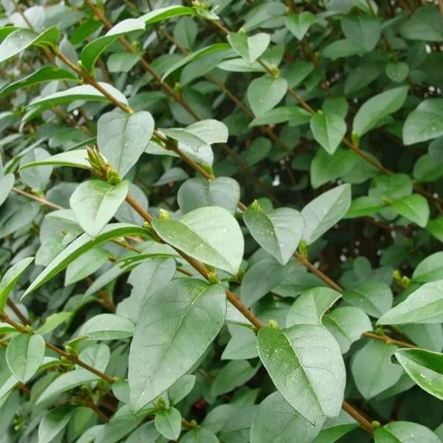 Arborix Ovalblättriger Liguster Ligustrum ovalifolium Heckenpflanze im Container, Höhe: 60 bis 80 cm - Bild 1