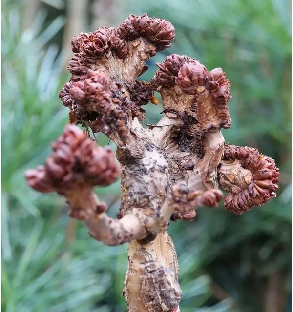 Aesculus Hippocastanum Gespensterkastanie als Zierbaum für deinen Garten, Höhe: 100-125 cm - Bild 1