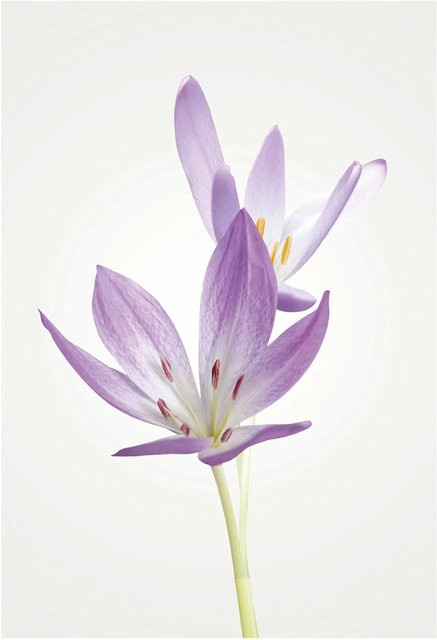 Komar Wandbild Autumn Crocus B: 50 cm, H: 70 cm - Bild 1