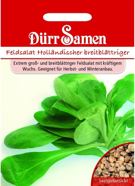 Dürr Samen Feldsalat Holländer Saatgut für Herbst und Winter, 2 g - Bild 1