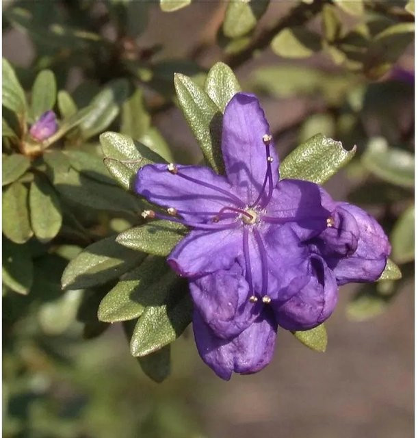 Rhododendron tricanthum Strauch in Lila und Grün, Höhe: 30-40 cm von Nr-01.de - Bild 1