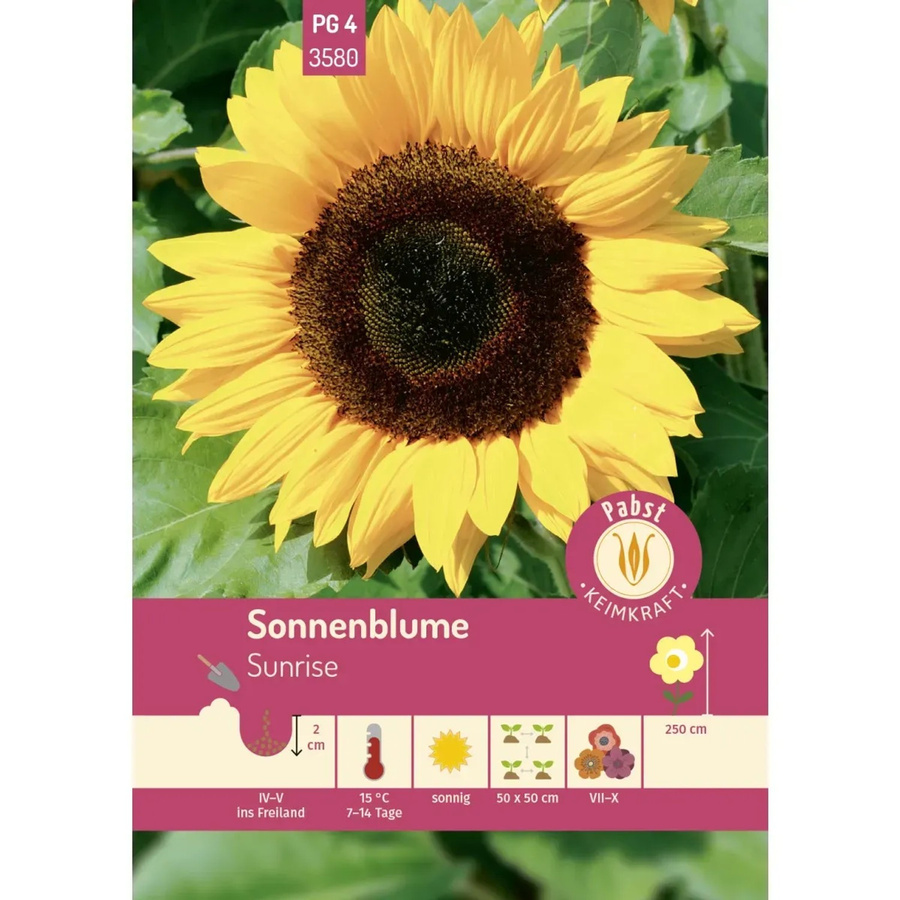 Pabst Keimkraft Sonnenblume Sunrise Saatgut - Bild 2
