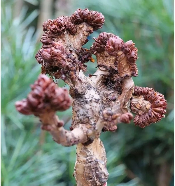 Aesculus Gespensterkastanie Hochstamm als Zierbaum für deinen Garten, Höhe: 80-100 cm - Bild 1