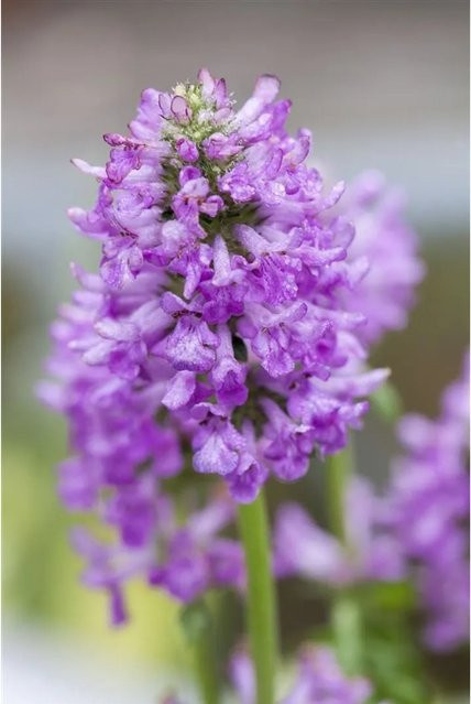 Stachys Monnieri Hummelo Ziest als mehrjährige Gartenpflanze in lila und grün, Topfgröße 9x9 cm - Bild 1