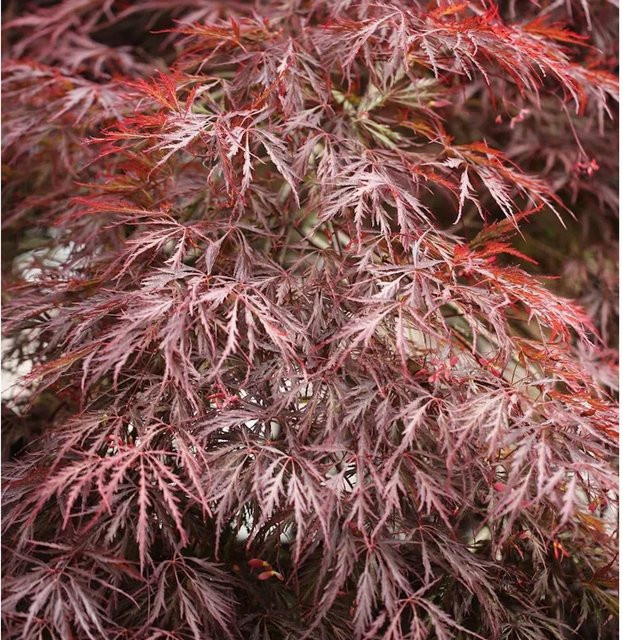 Acer palmatum Hochstamm Dunkelroter Schlitz-Ahorn Garnet von Nr-01.de, Höhe: 100-125 cm - Bild 1
