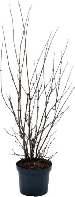 GROW by OBI Deutzia Mont Rose Zierstrauch im Topf, Höhe: 50-60 cm, 4,5 l - Bild 1