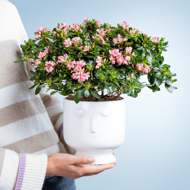 BLUME2000 Flower Dream Zierstrauch im Übertopf für Innen- und Außenbereich - Bild 1