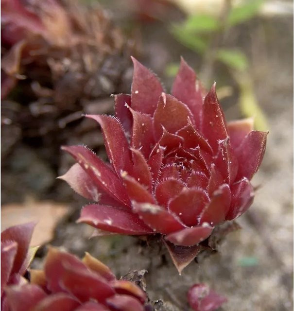 Dachwurz Rusty Sempervivum cultorum von Nr-01.de als winterharte Staude für deinen Garten - Bild 1