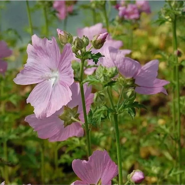 Malva alcea Rosen Malve als mehrjährige Staude für Garten und Terrasse - Bild 1