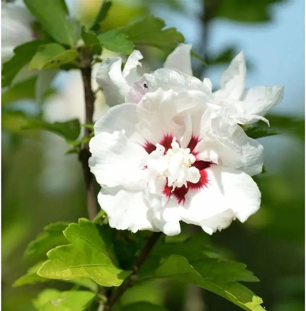 Hibiscus rosa-sinensis Eibisch Speciosus Zierstrauch in Pink, Rot oder Weiß, Höhe: 30-40 cm - Bild 1