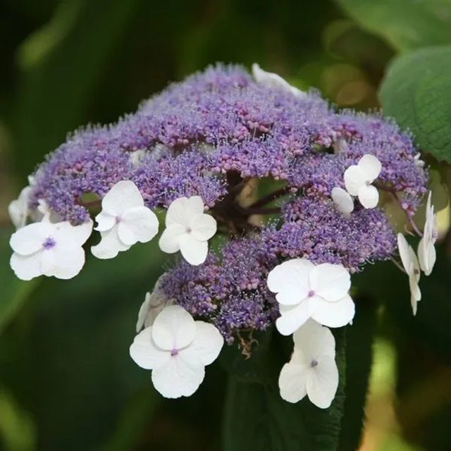 Arborix Hydrangea villosa Hortensie mit Blütendolden in Weiß, Blau oder Violett, 25 bis 30 cm im Container - Bild 1