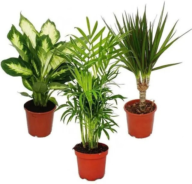 Exotenherz Zimmerpflanzen Mix II 3er Set mit Dieffenbachia, Chamaedorea und Dracena Marginata in 10-12 cm Töpfen - Bild 1