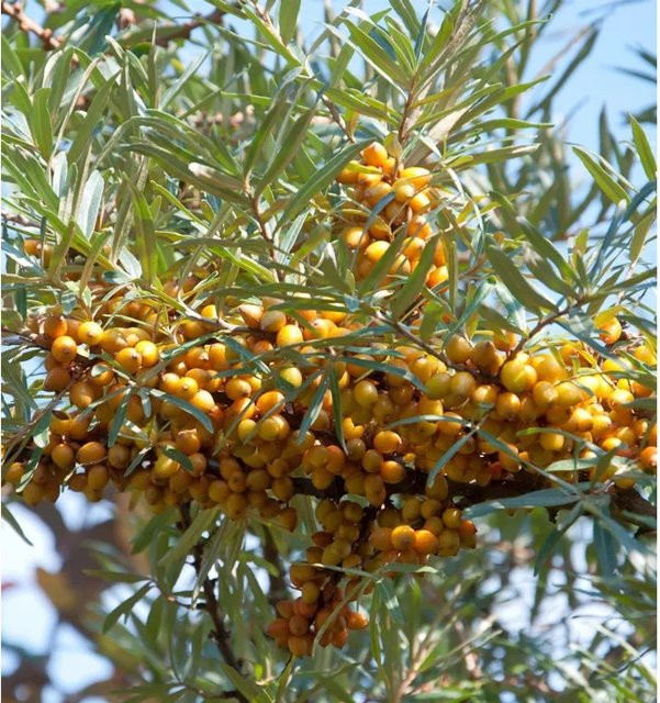 Weiblicher Sanddorn Hippophae rhamnoides Beerenstrauch von Nr-01.de - Bild 1