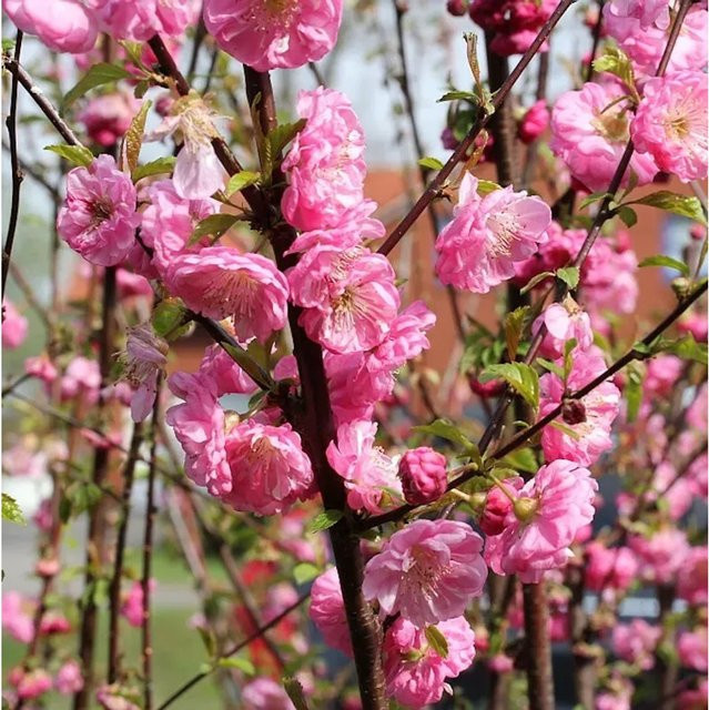 Mandelbäumchen Prunus triloba Strauch in Pink, Höhe: 30-40 cm - Bild 1
