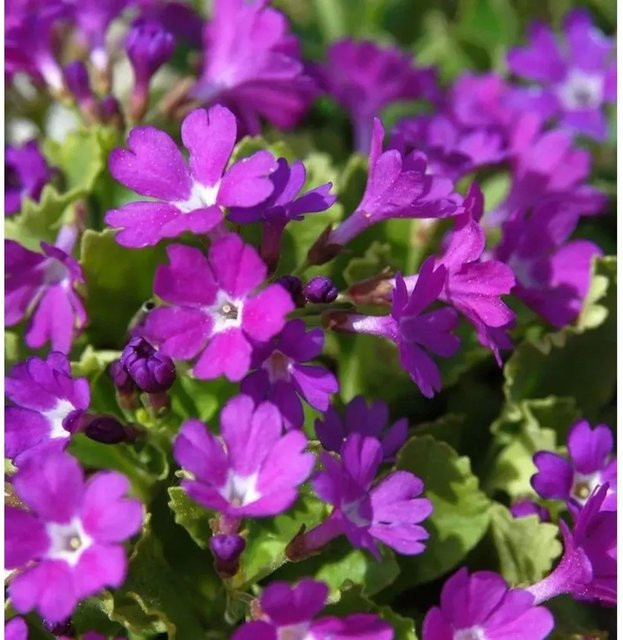 Siebold Primel Primula sieboldii als mehrjährige Gartenpflanze - Bild 1