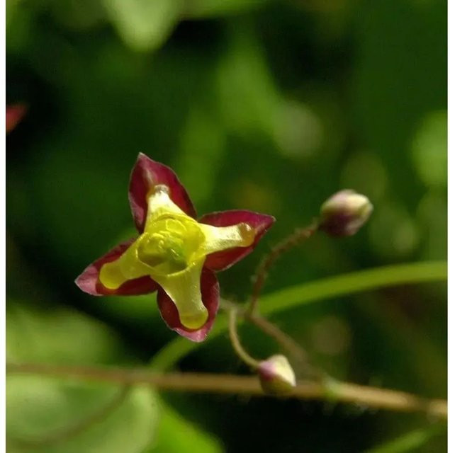 Epimedium alpinum Alpen Elfenblume Bodendecker für den Garten von Nr-01.de - Bild 1