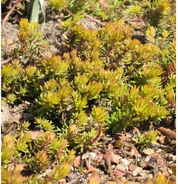 Sedum reflexum Angelina Felsen-Fetthenne als mehrjährige Gartenpflanze im Topf - Bild 1