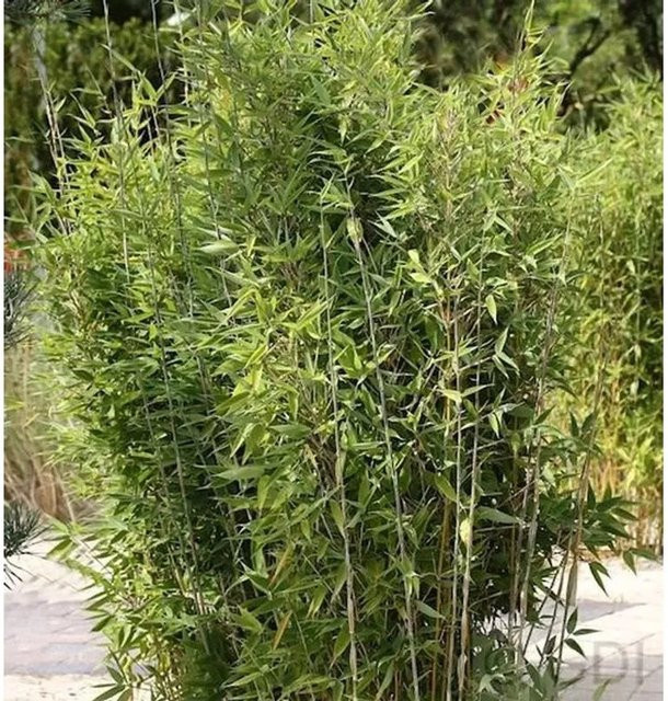 Gartenbambus Obelisk Fargesia nitida in Grün, Höhe: 80-100 cm - Bild 1