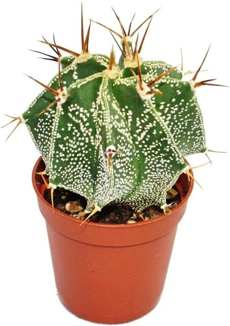 Astrophytum Ornatum Bischofsmütze Sukkulente von Exotenherz im 5,5 cm Topf - Bild 1