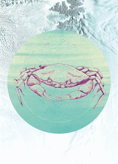 Komar Wandbild Crab Sea Multicolor B: 50 cm, H: 70 cm - Bild 1